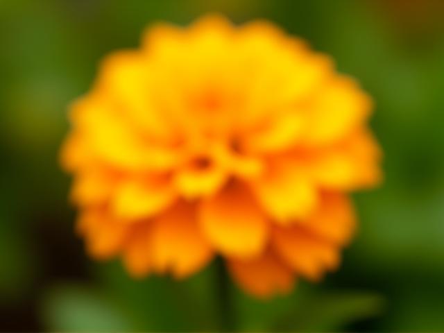 गेंदे का सुनहरा फूल - Tagetes erecta